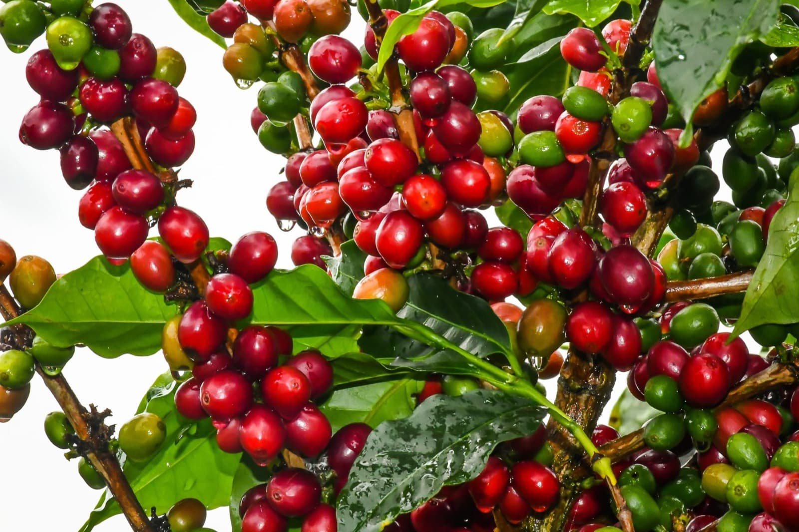 Ripe and unripe coffee cherries on the branch